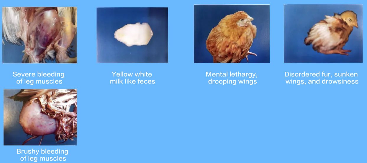 Clinical signs of Infectious Bursal Disease in chickens – ruffled feathers and depression