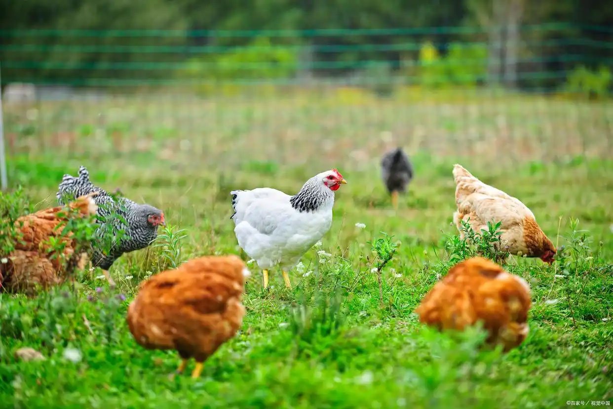 Healthy-broiler-chickens