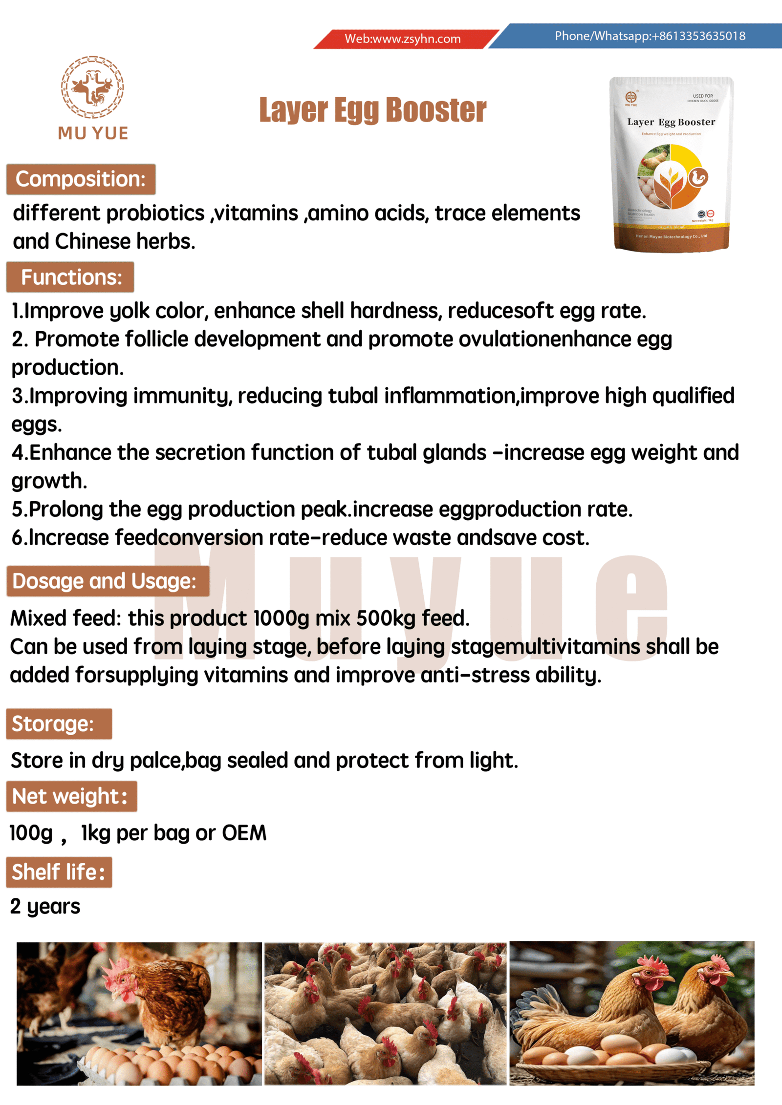 Healthy laying hens in a modern egg production facility