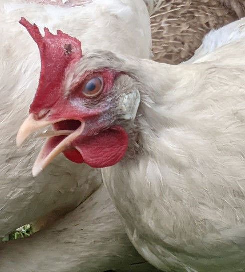 avian-influenza-2
