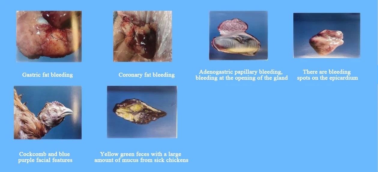 Clinical signs and pathological changes of avian influenza in chickens