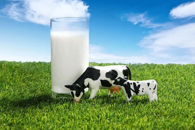 best milk booster for dairy cows in Kenya
