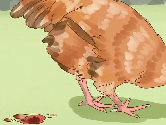 Comparison of cecal and small intestinal coccidiosis lesions in chickens