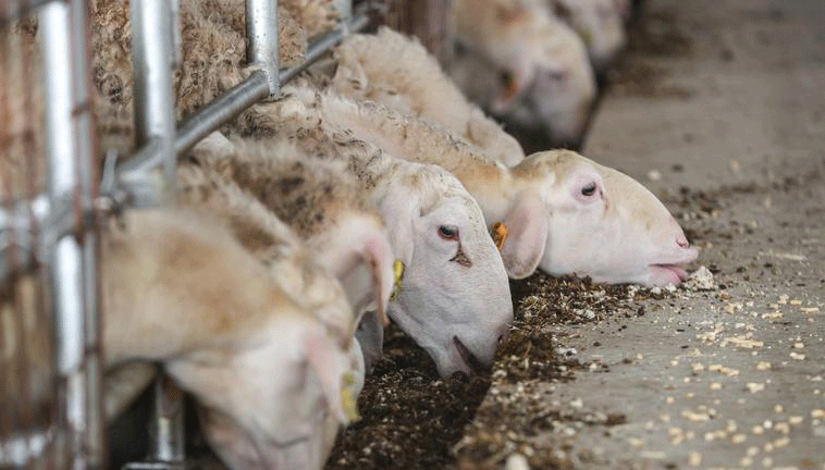 MUYUE BIO vaccines and feed additives to prevent enterotoxemia in sheep