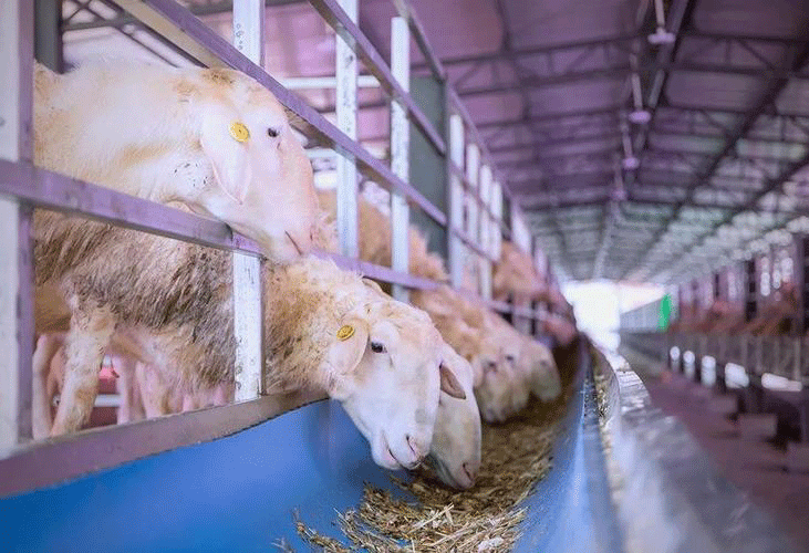 Clinical signs of enterotoxemia in sheep