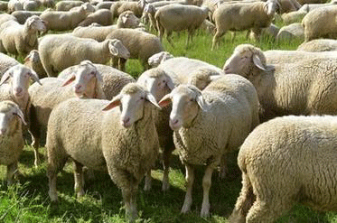 enterotoxemia-in-sheep