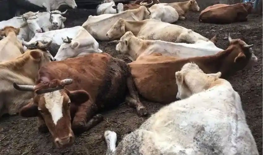 preventing-heatstroke-in-livestock-and-poultry