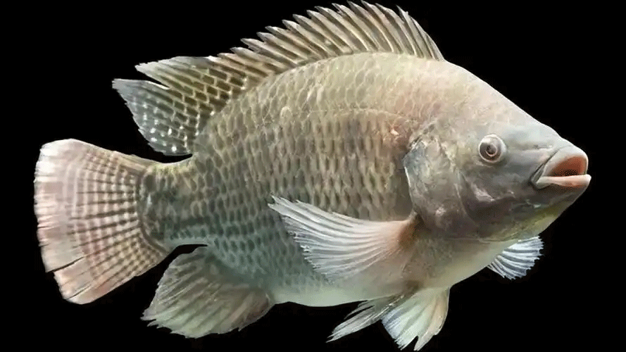 growth promoter for tilapia and catfish