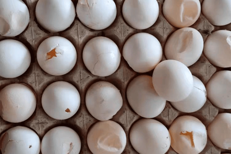 poor-eggshell-quality