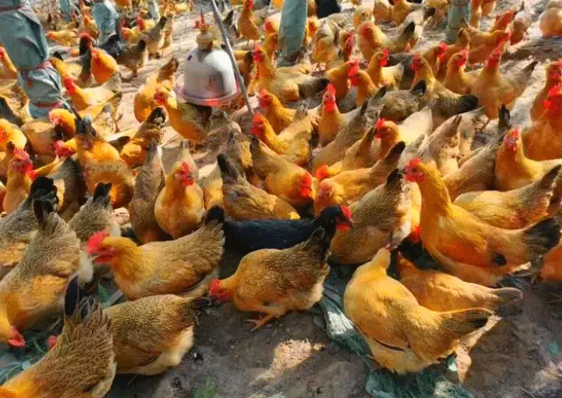 help laying hens survive the summer heat