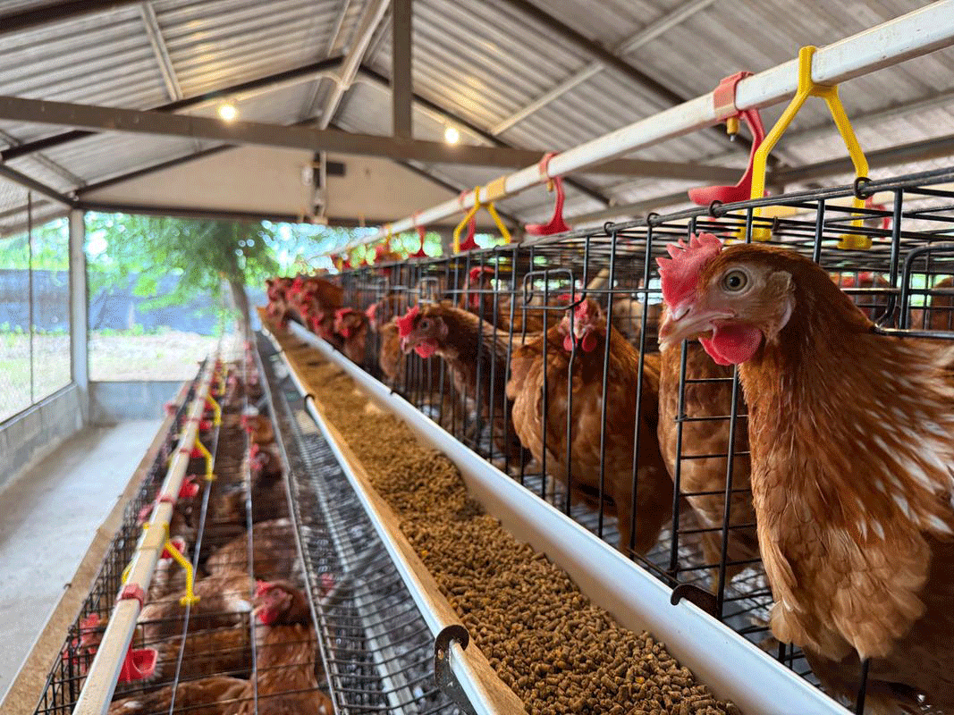 seasonal stress in laying hens