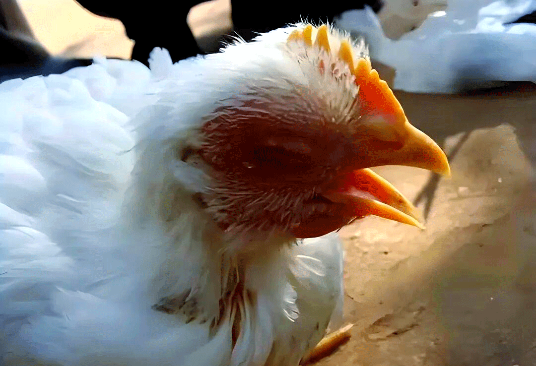 Six stages of chicken respiratory infections progression