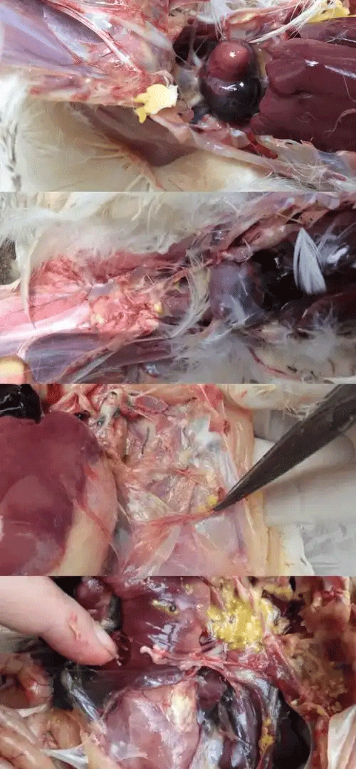 MUYUE BIO feed additives for chicken respiratory infection recovery